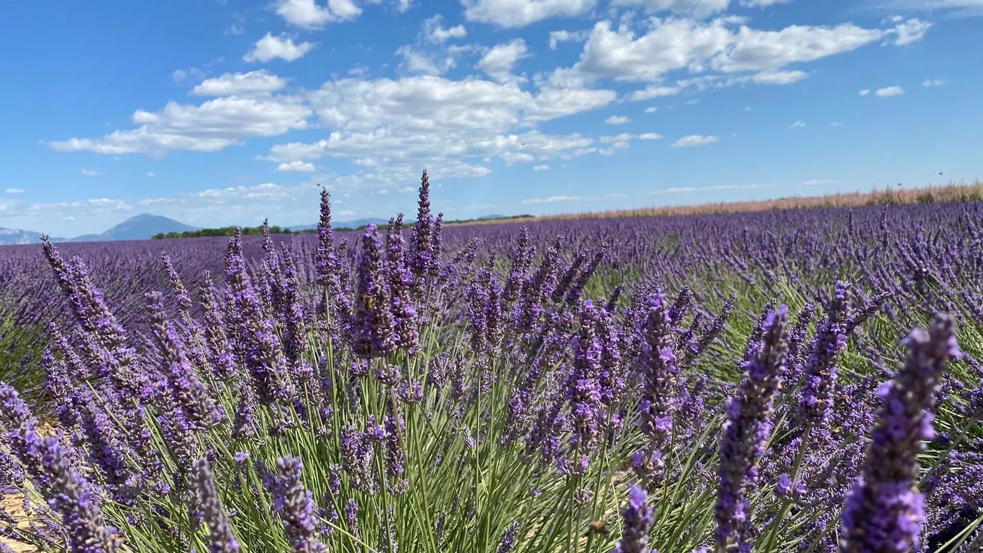 Brunet Magnificent Flat In The Heart Of Lavender Fields - 8-9 People 아파트