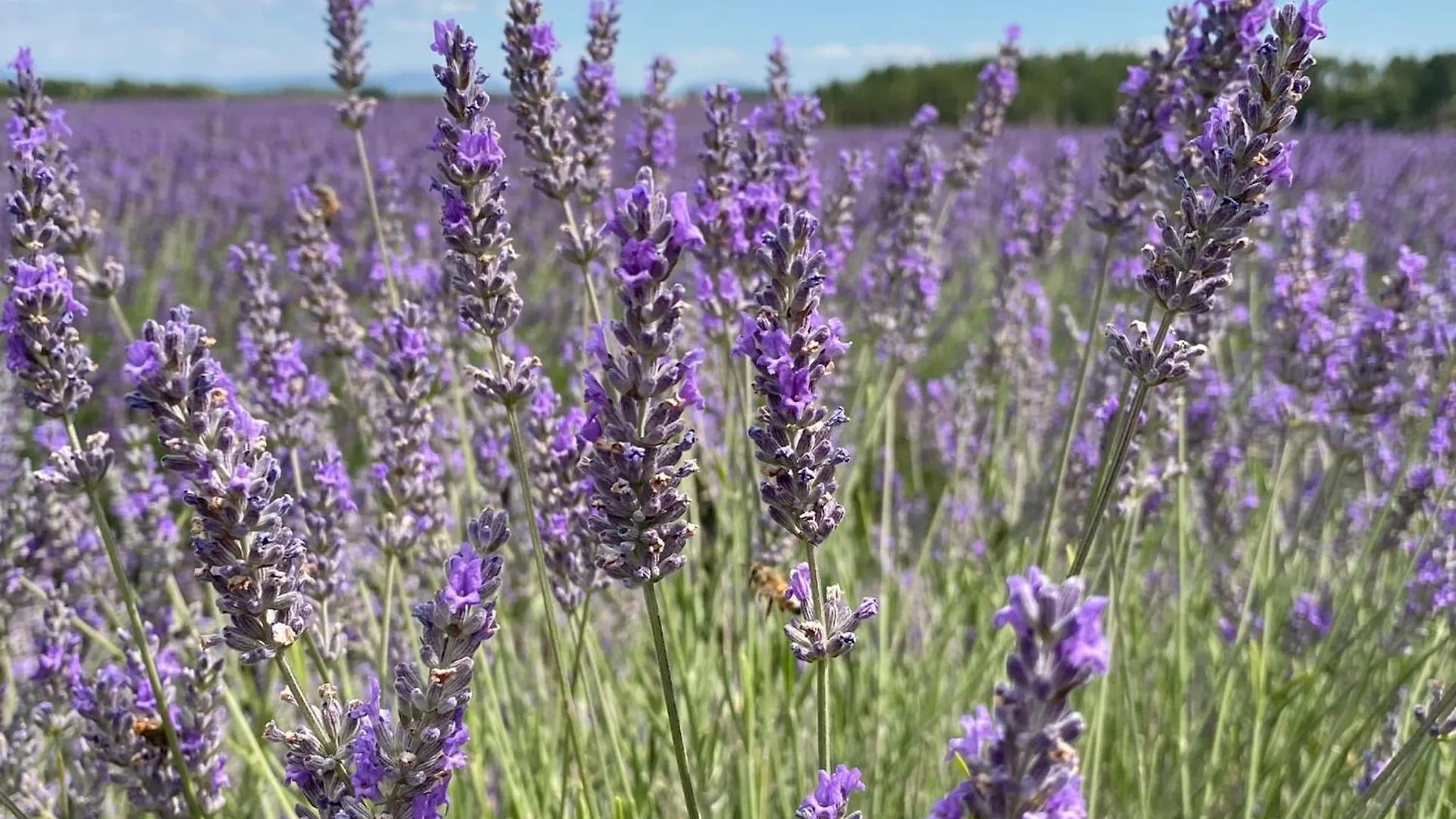 Magnificent Flat In The Heart Of Lavender Fields - 8-9 People Apartment Brunet